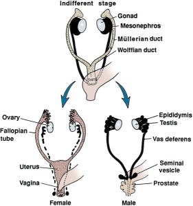 Undifferentiated gender potentiality becomes single gender. Image source.